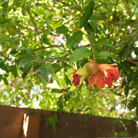 Casa Dina * Lefkada City
