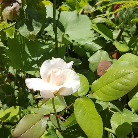 Casa Dina * Lefkáda