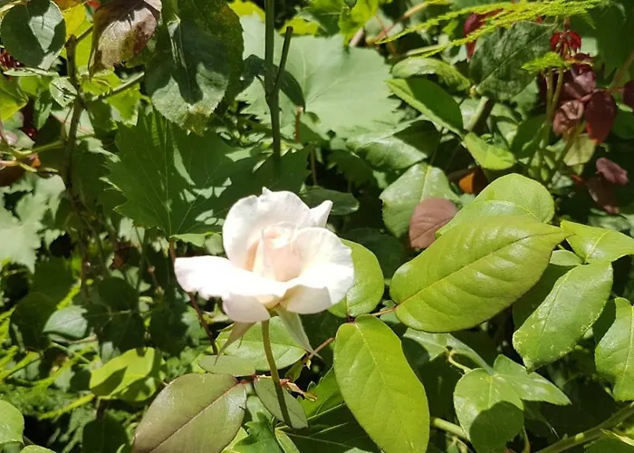 Casa Dina * Lefkáda